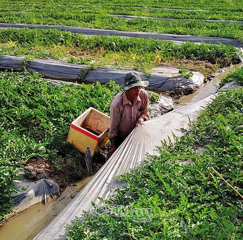 Người dân vùng trồng dưa hấu VietGAP Lý Văn Lâm chăm sóc rẫy dưa hấu chuẩn bị thu hoạch            Ảnh: ANH KHOA