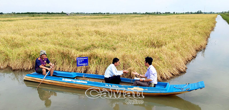 Sản xuất lúa sạch hữu cơ ở HTX Ông Muộn, xã Lý Văn Lâm, TP Cà Mau.         Ảnh: THÁI TRINH