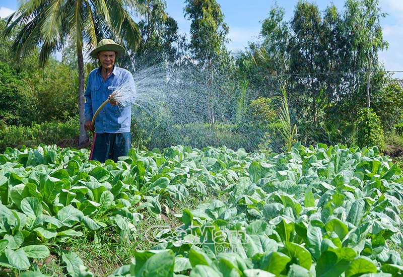 Anh Nguyễn Văn Cum chăm sóc các luống củ cải trắng đón Tết.