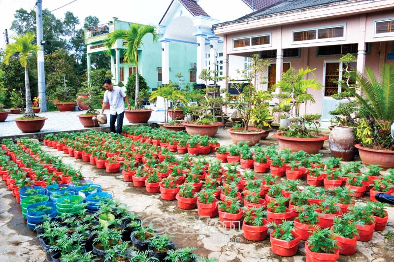 Ngoài các loại mai, những thành viên CLB Hoa kiểng Tân Thành còn đầu tư trồng hoa vạn thọ bán vào dịp Tết.