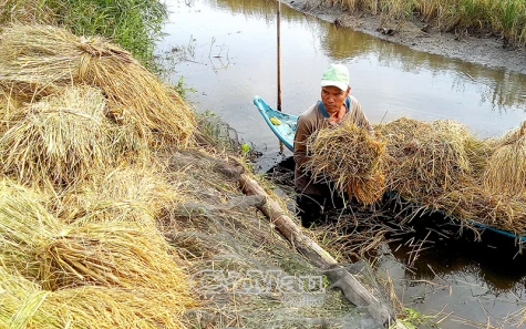 Kỹ sư cùng nông dân làm lúa chất lượng cao