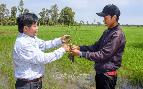 Kinh tế tập thể thích ứng để phát triển