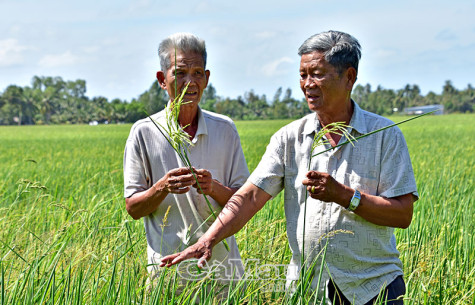 Vụ mùa nơi vùng ngập