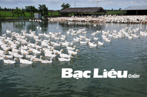 TP. Bạc Liêu: Nhiều giải pháp đảm bảo cho nông nghiệp tăng trưởng