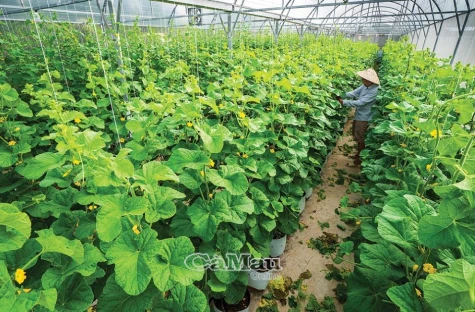 Dưa lưới Cà Mau farm, điểm đến thú vị