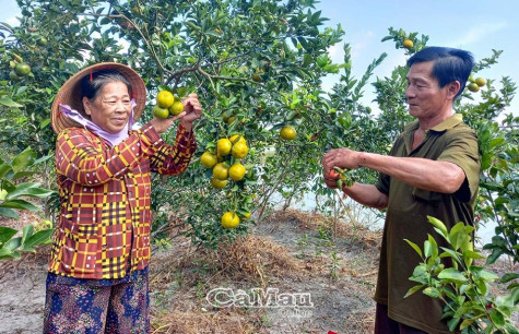 Quýt đường trên đất mặn