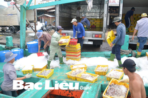 Ngư dân phấn khởi hái lộc biển đầu năm
