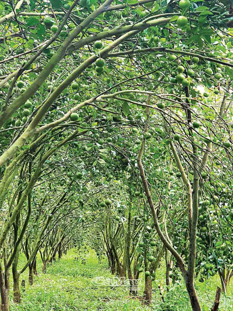 Dưới tán rừng U Minh