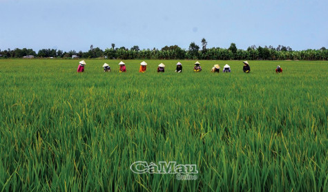 Ðảm bảo giống cung ứng  cho người dân