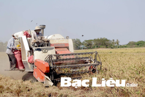 Nông dân Vĩnh Lợi trúng mùa, trúng giá lúa Tài nguyên
