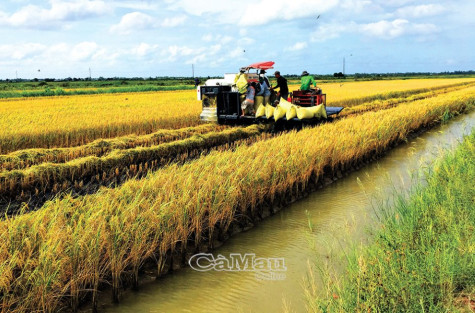 Vụ đông xuân trúng mùa, được giá