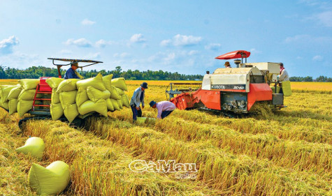 Rộn ràng trên những cánh đồng