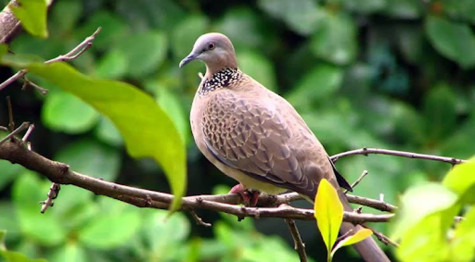 Tiếng cu gù