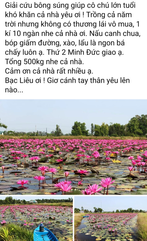 Người Bạc Liêu “Giải cứu bông súng”