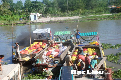 Phát triển mô hình canh tác lúa ST24, ST25: Liên kết chuỗi có vai trò quyết định