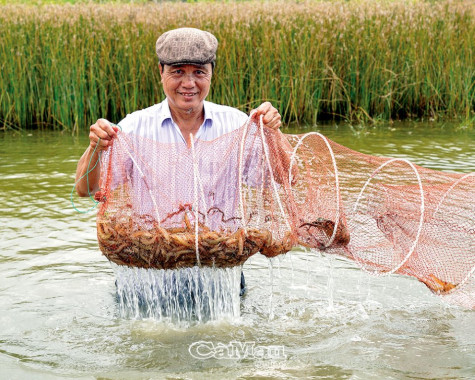 Nghề làm tôm khô Cà Mau