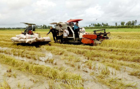 Chủ động các giải pháp ứng phó xâm nhập mặn