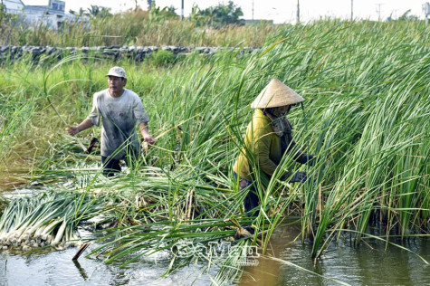 Giải pháp giúp bồn bồn phát triển vào mùa khô