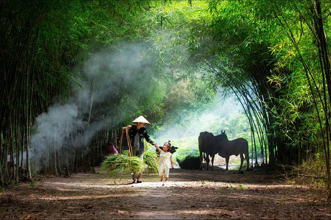 Thương nhớ tre làng