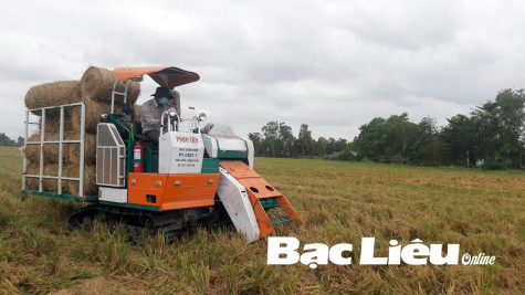 Lợi ích từ việc cuốn rơm sau thu hoạch