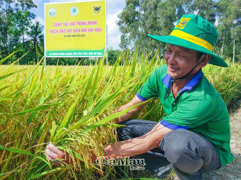 Niềm vui trúng mùa