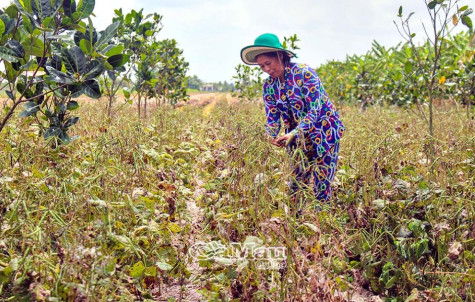 Diện tích đậu xanh giảm mạnh