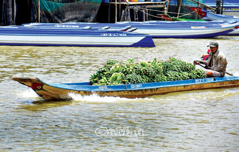 Chuối tăng giá, nông dân phấn khởi