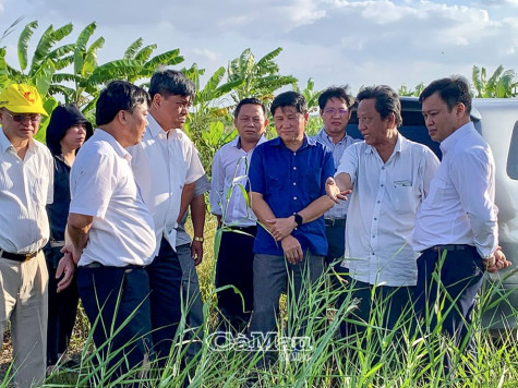 Bộ Nông nghiệp và Phát triển Nông thôn khảo sát mô hình sản xuất nông nghiệp hữu cơ tại Cà Mau