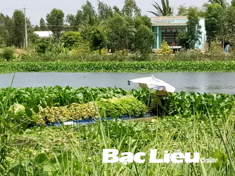 Đời lục bình
