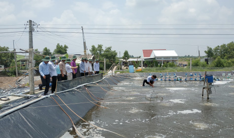 Cần chủ động các biện pháp phòng chống hạn hán, xâm nhập mặn trong vụ nuôi tôm năm 2021