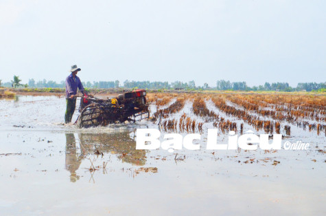 Nông dân vùng chuyển đổi tôm - lúa: Bắt tay vào vụ tôm mới