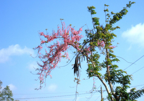 Thương nhớ ô môi