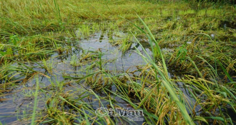 Chủ động ứng phó với thời tiết nguy hiểm