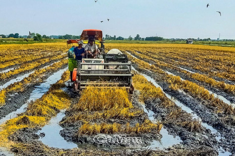 Sản xuất hữu cơ - Dấu ấn nền nông nghiệp