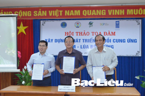 Doanh nghiệp liên kết với nông dân trong bao tiêu lúa gạo
