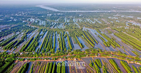 Liên minh tôm Việt Nam: Sạch và bền vững