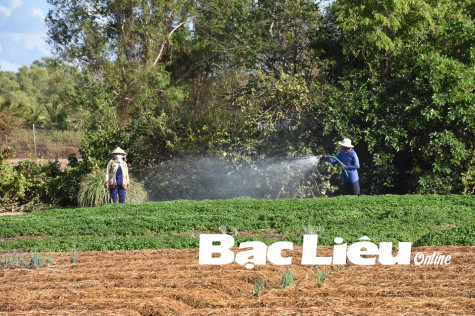 TP. Bạc Liêu: Nâng cao chất lượng hoạt động, chất lượng tín dụng chính sách