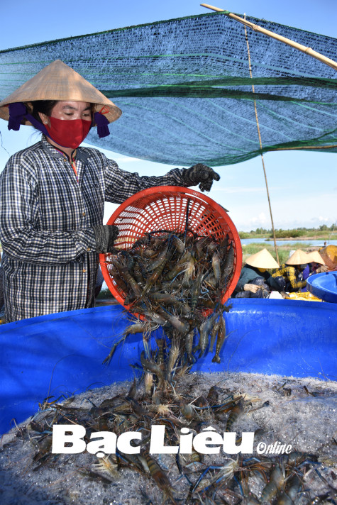 Bạc Liêu: Phát triển kinh tế nhanh và bền vững