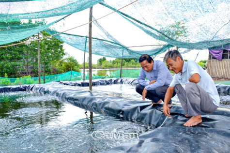 Chuyện nuôi tôm ở Tân Dân