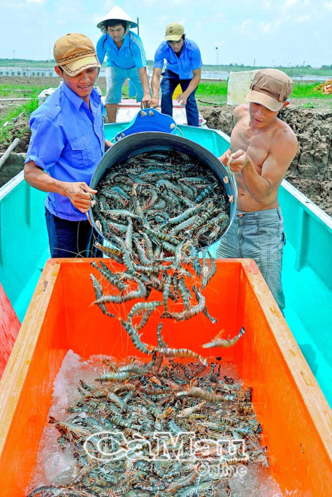 Chỉ dẫn địa lý tôm sú Cà Mau