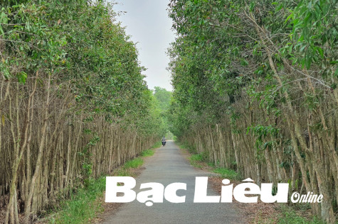 Cây tràm bén rễ trên vùng đất phèn mặn