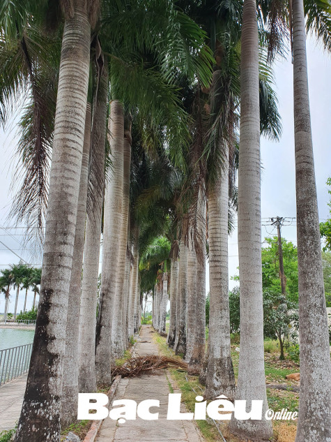 HÀNG CAU QUÊ NỘI