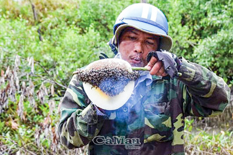 Săn mật ong ruồi