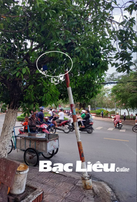 Biển báo giao thông “núp lùm”, mất tác dụng