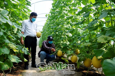 Giải cứu dưa lưới Tân Thành