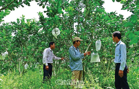 Nhà nông và những “công trình xanh”