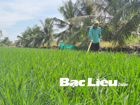 Những nông dân Khmer nỗ lực thoát nghèo