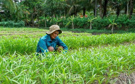 Vốn tín dụng chính sách - Trợ lực đồng bào Khmer  nghèo