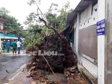 TP. Bạc Liêu: Mưa giông khiến một cây xanh đổ ngã