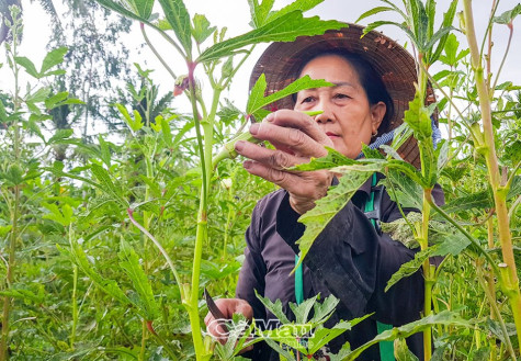 Chung xây mái ấm gia đình